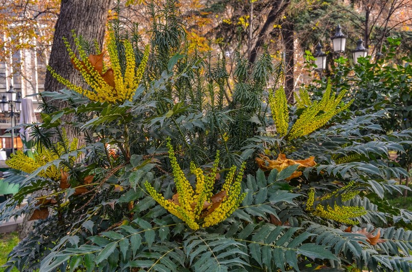 Mahonia japońska