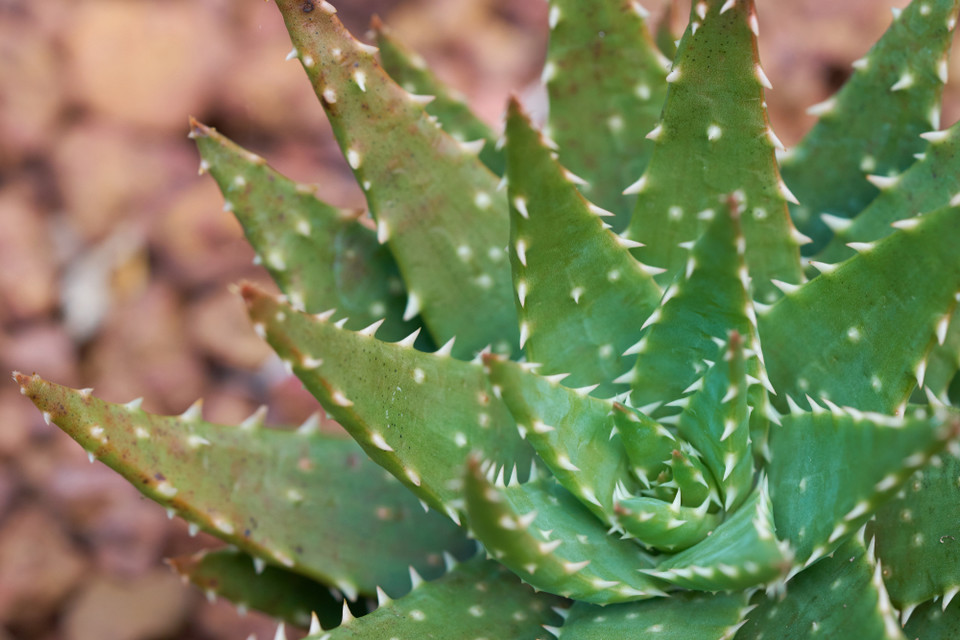 Aloes zwyczajny