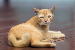 Lewica w liście do premiera pyta o sklepy z artykułami dla zwierząt w czasie stanu epidemicznego