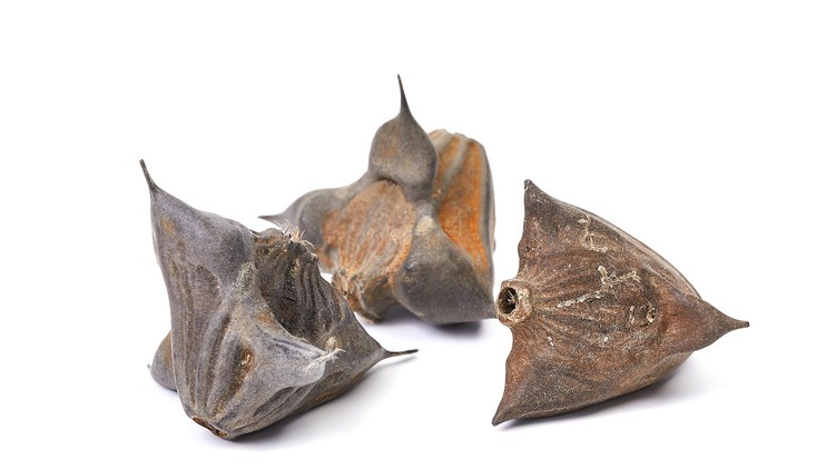 tó sulyom étkezés hatás