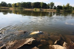 Katastrofa ekologiczna na Odrze. Jest zawiadomienie do prokuratury ws. śniętych ryb