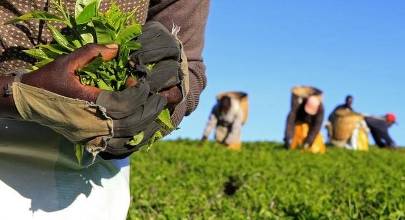 A woman picks tea leaves at a plantation in Nandi Hills, in Kenya's highlands region west of capital Nairobi, November 5, 2014. 