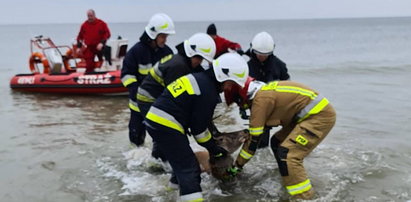 Strażacy uratowali łanię z Bałtyku. Nietypowa interwencja w Międzyzdrojach