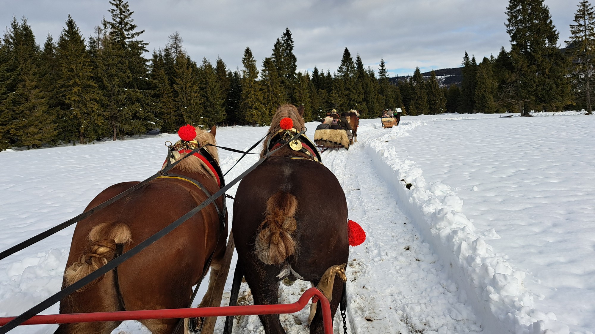 Kone na náučnej trase vo zvernici v Tatranskej Javorine.