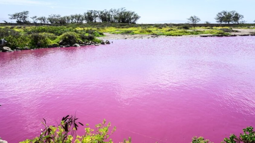 Różowe jeziora to rzadkość