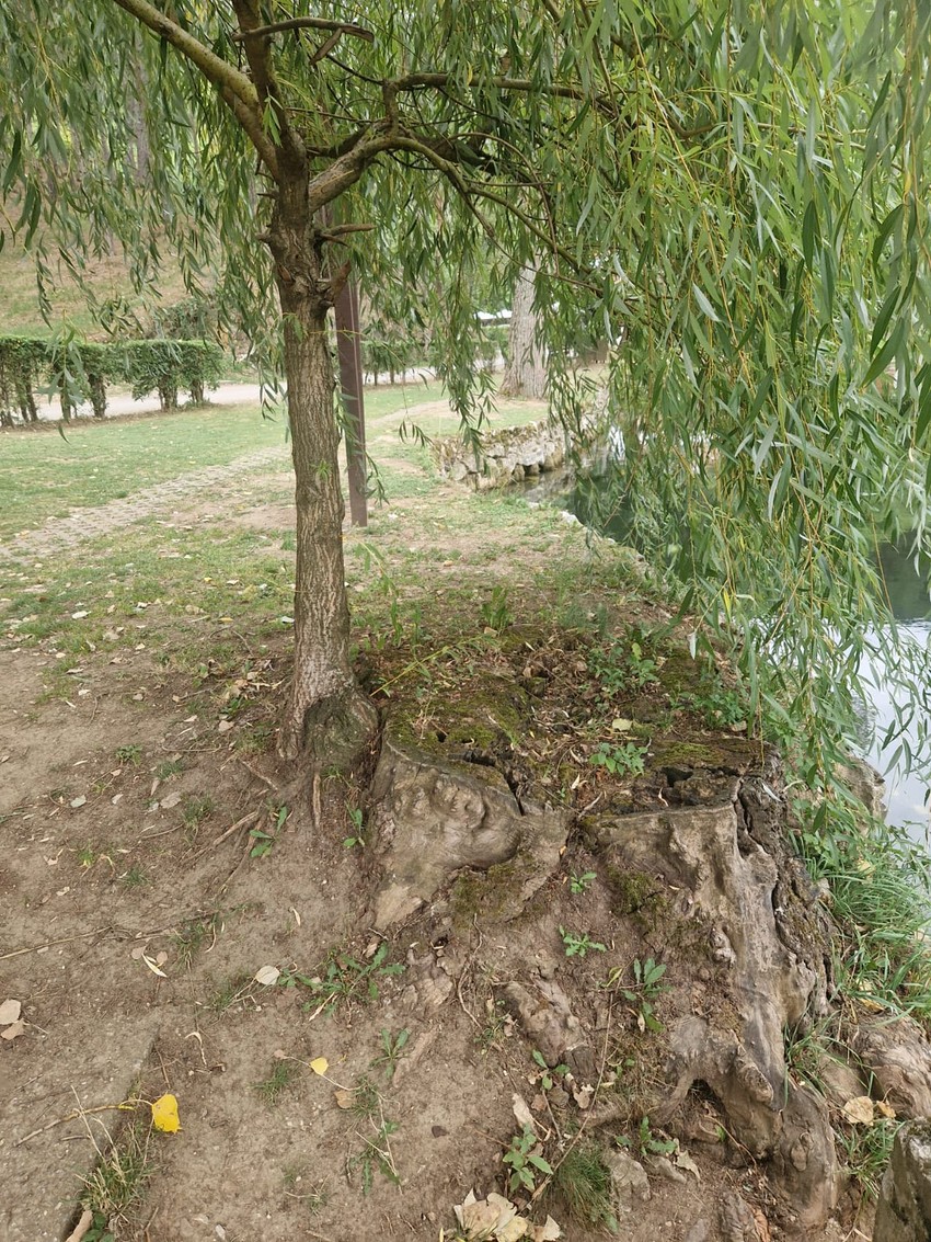 Žalosna vrba kod koje je pronađena bomba 