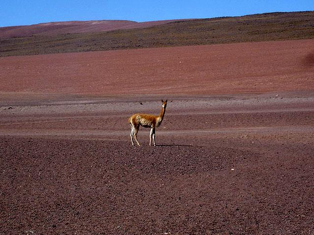 Galeria Chile, obrazek 34