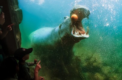  Świetny wynik frekwencyjny zoo
