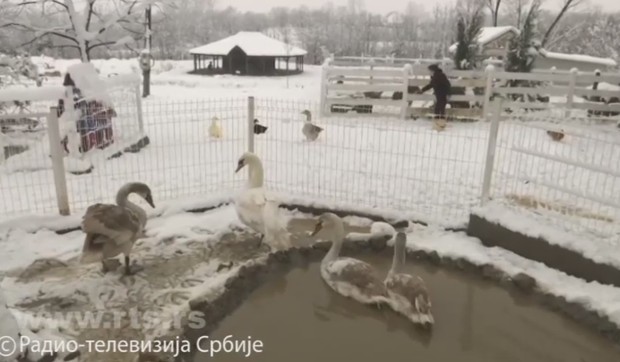 Milan Kojić, zoološki vrt Ub