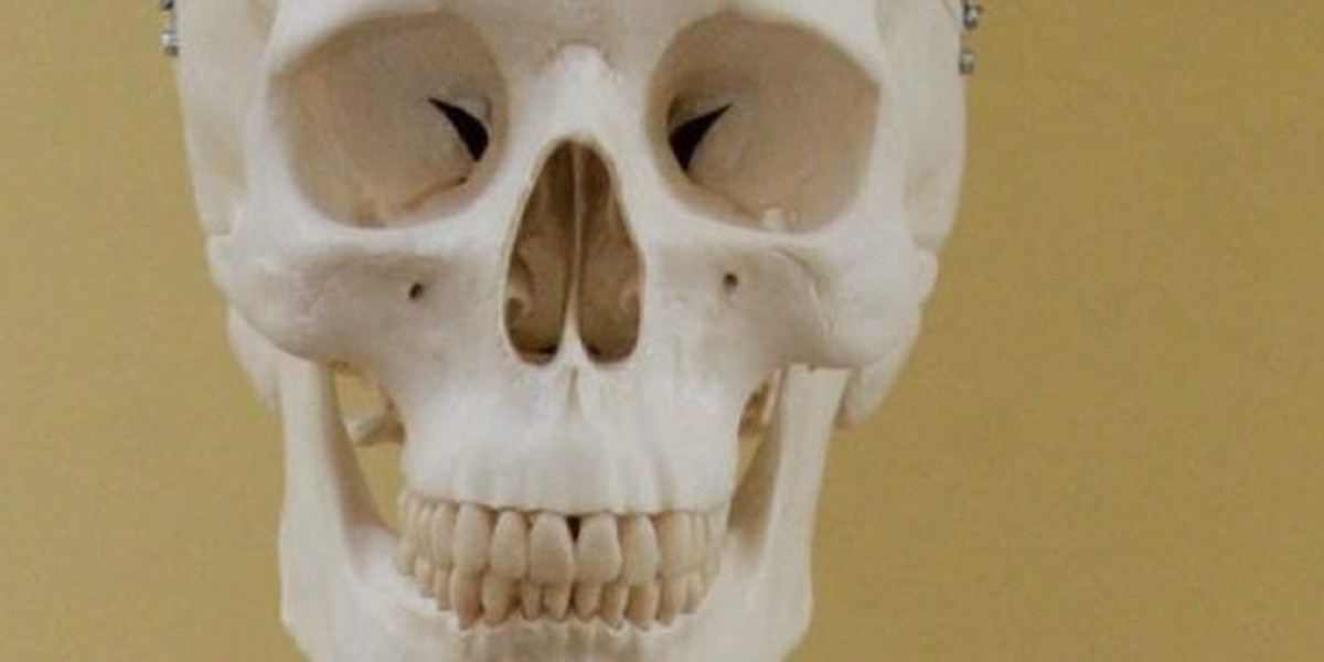 szkielet kościotrup czaszka