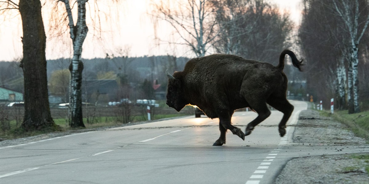 Kolejny żubr potrącony na Podlasiu.