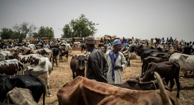 Sallah: Former Zamfara Governor to distribute 370 cows to APC excos/Illustration. 