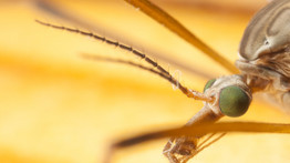 Riadó: veszélyes szúnyogfaj telepedett meg Magyarországon