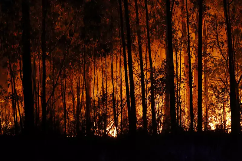 Pożary w Australii mogą potrwać jeszcze wiele miesięcy / fot. Darrian Traynor/Getty Images