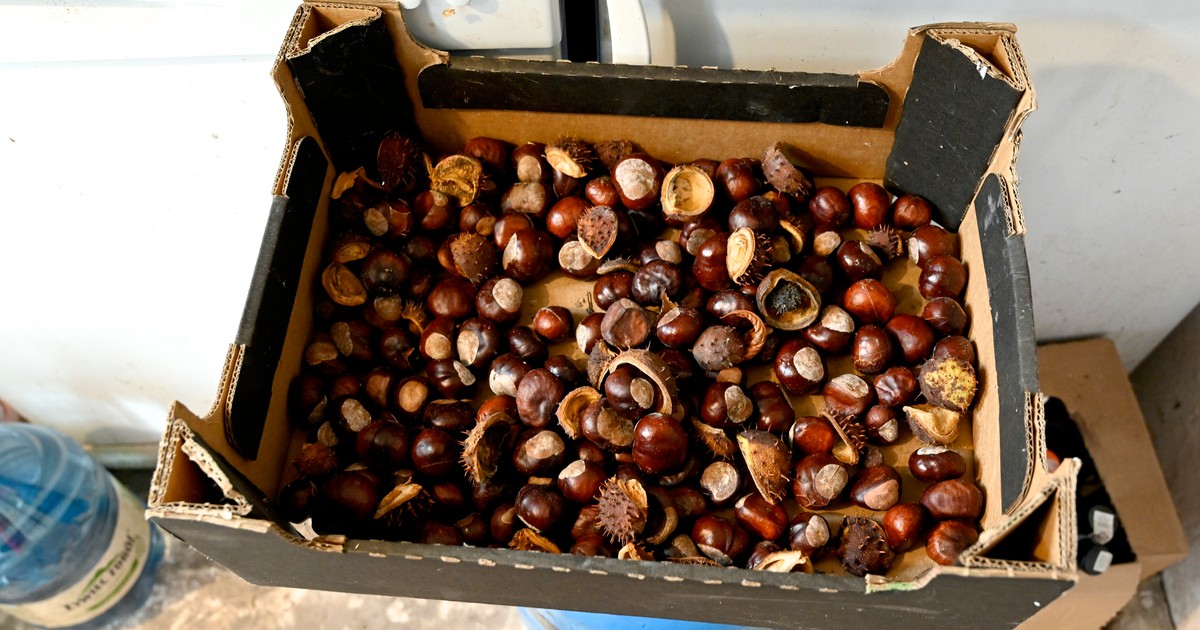Za kasztany płacą od ręki. "Nieraz cena podskoczy, różnie może być"