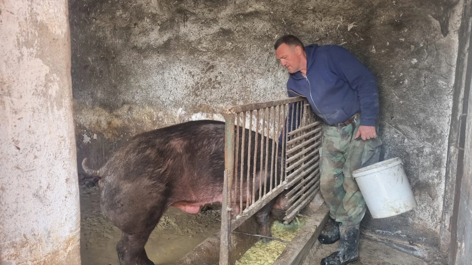 Svinje gimnastičarke