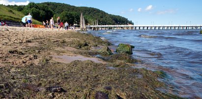 Sanepid alarmuje. Kolejne nadmorskie kąpieliska zamknięte z powodu sinic