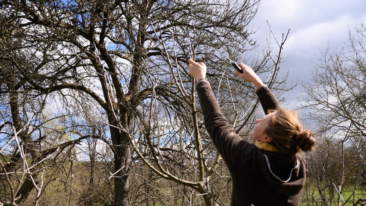 Jarné strihanie černíc v Mládzove