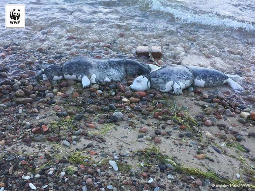 Zmasakrowane zwłoki na plaży. To mogła zrobić tylko bestia