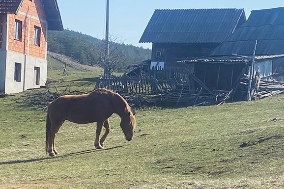 ZAVRŠIO FAKULTET, PA OTIŠAO DA ČUVA KRAVE Luka sam brine o imanju kod Zlatibora: "Tatinim sinovima je lakše"