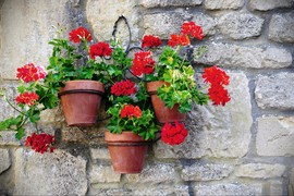 Muškatle, kraljice naših balkona: Naše bake su gajile vrstu SLOVENKA, danas su najčešće KALIOPE i viseće muškatle, ali sve će davati NAJBUJNIJE CVETOVE samo ako ih ovako negujete!