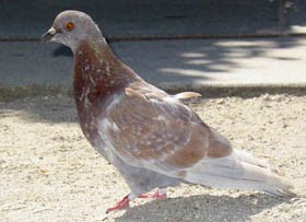 galamb-madar-d00000E693a20916cfc8f