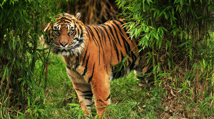 Az egyik fő táplálékforrás
bármilyen meglepő, de a
bengáli tigris, amelyre
csoportokban vadásznak / Fotó: Shutterstock