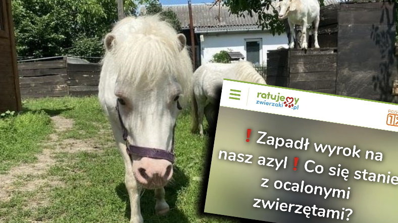 Trwa zbiórka azyl dla pokrzywdzonych zwierząt