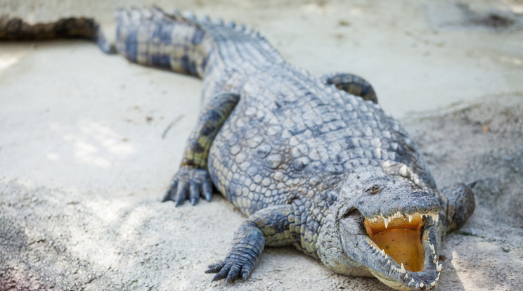 hatméteres krokodilt mentettek ki egy csatornából Malajziában, ám az állat nem sokkal később mégis elpusztult. /Illusztráció: Northfoto