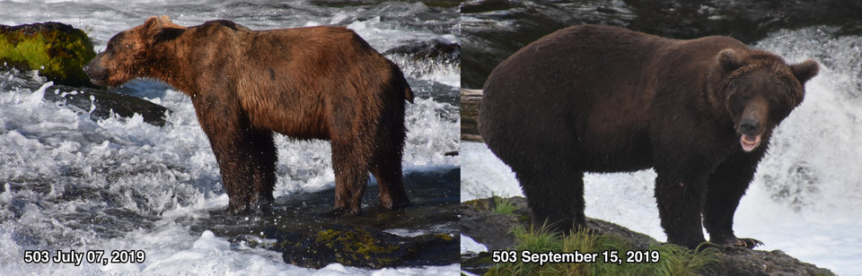 Wybrano najgrubszego niedźwiedzia na Alasce 