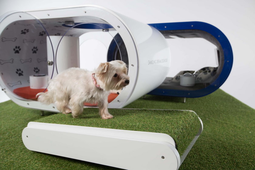 Samsung Dream Doghouse - wymarzona buda dla psa Samsunga