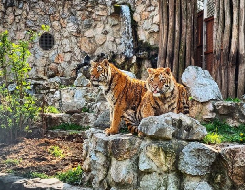 "Kad su naši radnici otišli oko tri ujutru da povezu klijenta i njegovu macu na aerodrom, ispostavilo se da je to bio – bengalski tigar!“, priča Gejs.