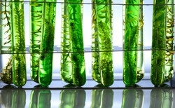 Algi lepsze niż leki? Skutecznie blokują koronawirusa