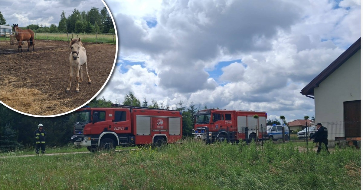 Tragedia w Zalesiu: Nawałnica zabrała życie trzem koniom