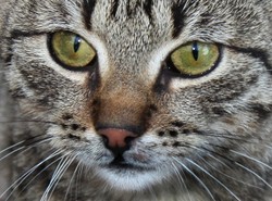 Wyłudził zasiłek na kota