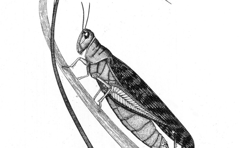 Szarańcza z gór skalistych