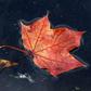 jesień liść w wodzie