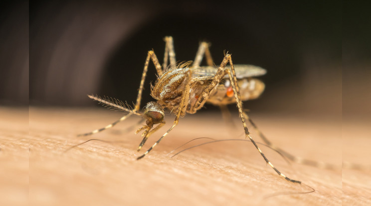 A szúnyogok által terjesztett maláriát a polikrízis (azaz egyszerre több területen felbukkanó válságos helyzet) egyik legjobb példájaként említették, amelyet az egymást átfedő nyomások hajtanak előre. Az éghajlatváltozás olyan módon befolyásolja a szúnyogok elterjedését, fejlődését és a kórokozókat-átvivő ágenseket, amelyet nem könnyű megjósolni. / Fotó: NorthFoto