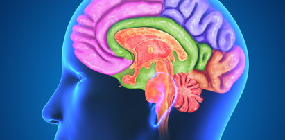 7 rzeczy, których nie wiesz o mózgu