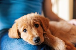 QUIZ dla właścicieli psów. Jeśli masz czworonoga musisz mieć 15/15