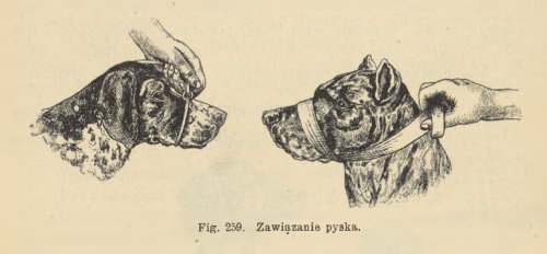 Ilustracja poradnika "Zwierzę domowe w stanie zdrowym i chorym" z 1899 r. 