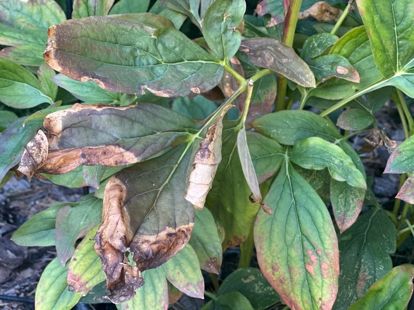 Liście piwonii we wrześniu gotowe do przycięcia