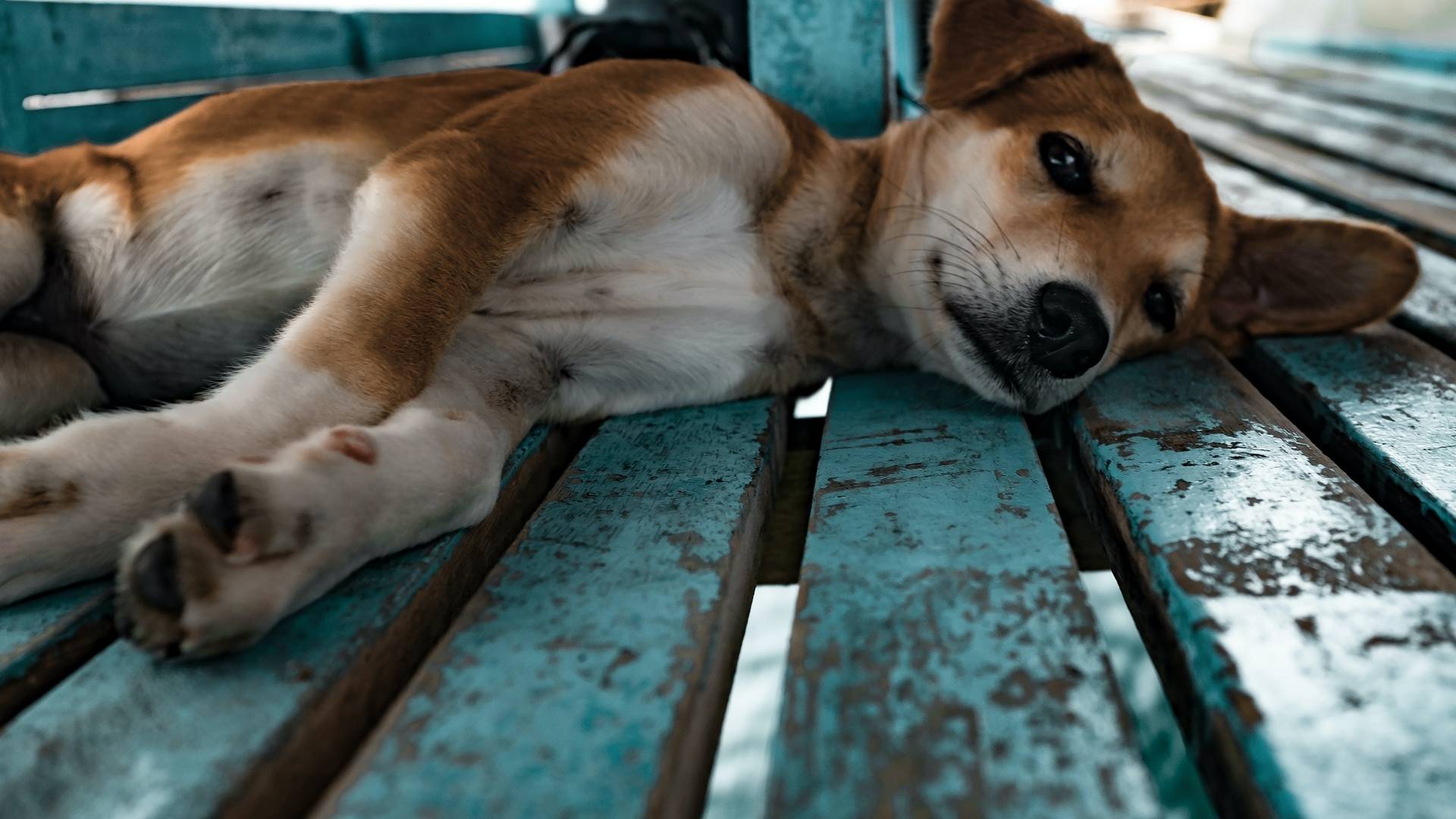 Chinesische Stadt verbietet es, Hunde und Katzen zu essen