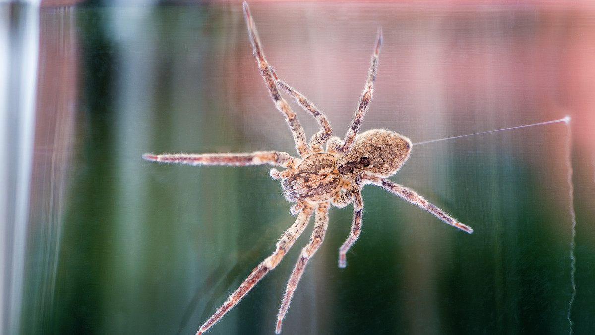 Jadowity pająk Nosferatu już w prawie całych Niemczech