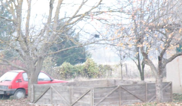 88430_1016-jagodina-borbe-pasa