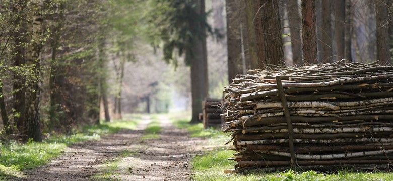 Polskie lasy uratują polskie drogi. "Lepszy rydz niż nic"