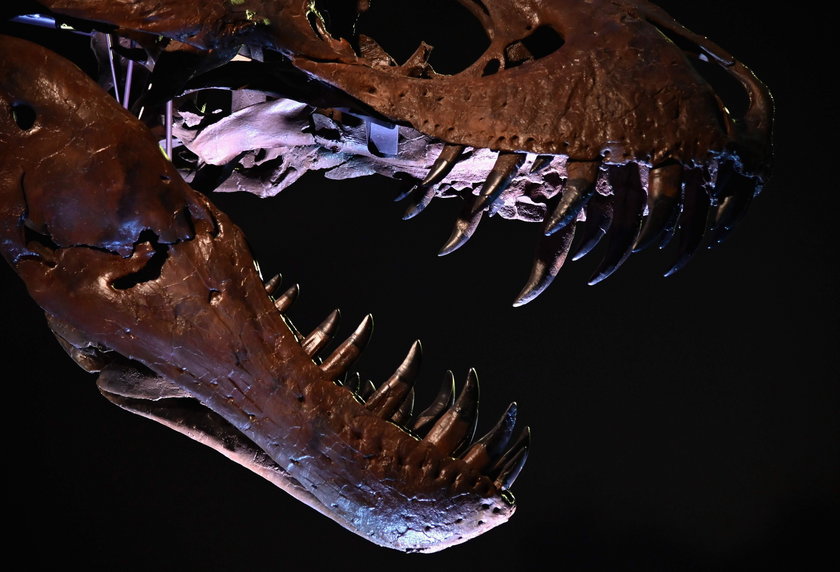 Imponujący rekord na aukcji. Szkielet tyranozaura sprzedany za ogromną sumę
