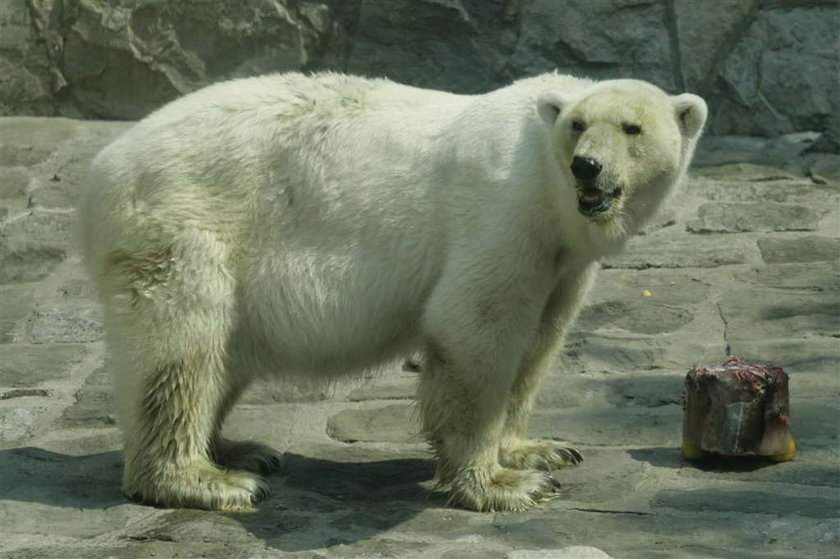 Nie żyje jedyny niedźwiedź polarny w Polsce