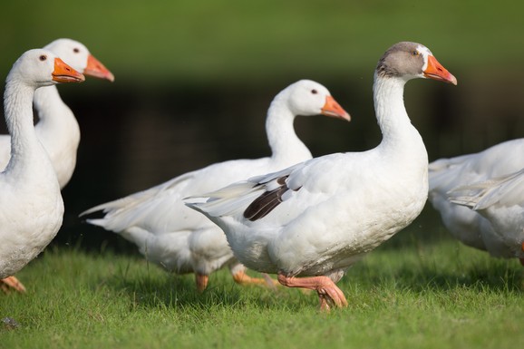 Najviše se prodaje mast koja je lekovita: Kako Mikloš čuva tradiciju guščarstva u Vojvodini