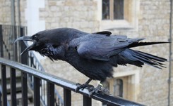 Zaginął kruk z londyńskiej wieży Tower strzegący imperium brytyjskiego